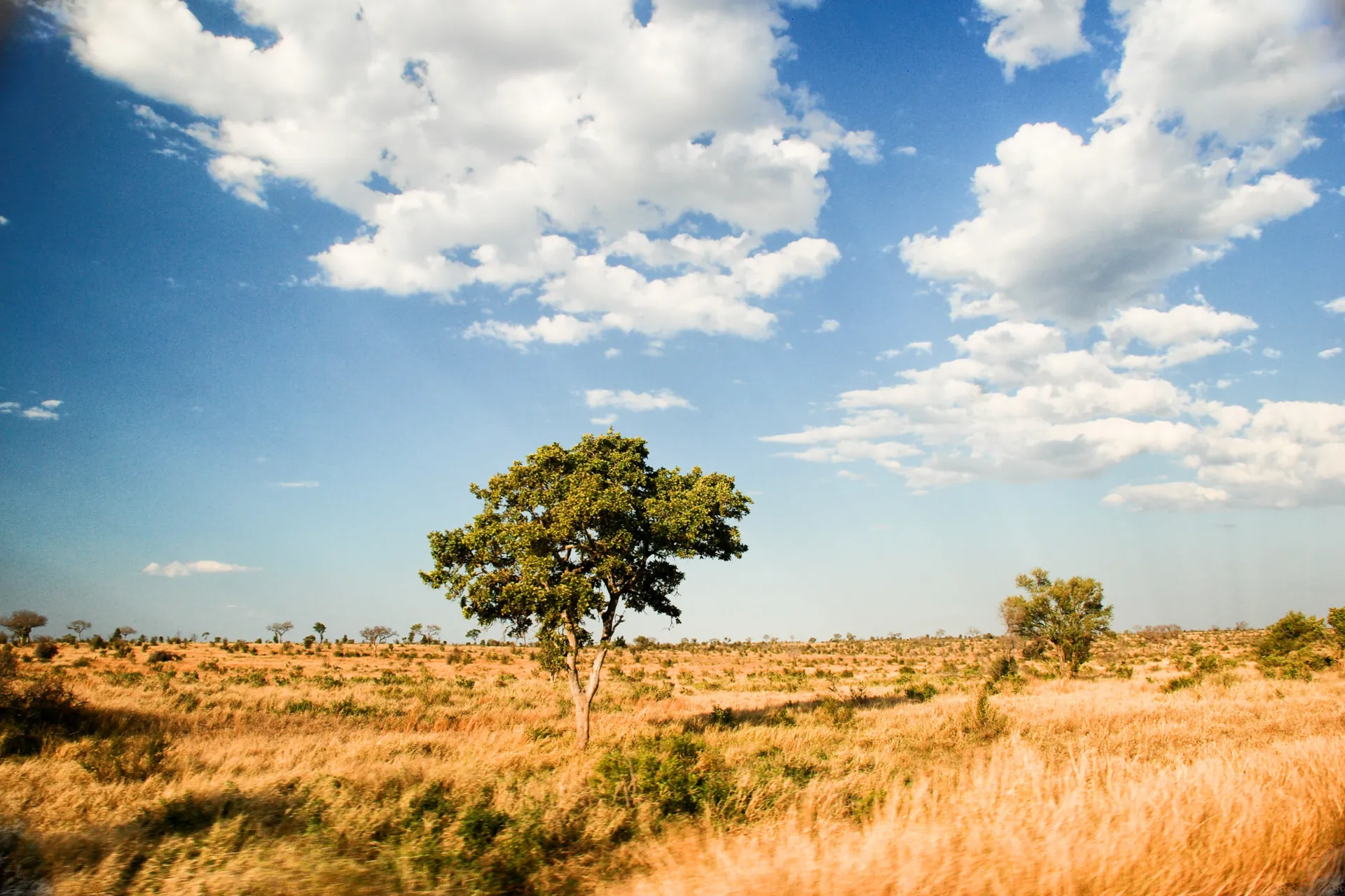 Nyt den afrikanske savannen Nyt den afrikanske savannen