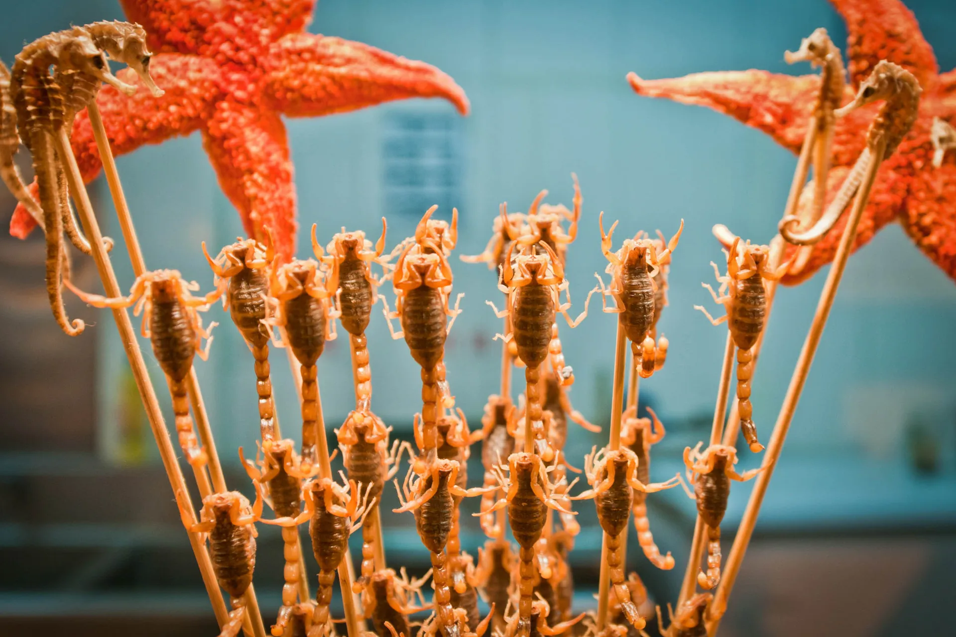 Skorpioner og sjøstjerner på spyd – kinesisk gatekjøkkenmat Skorpioner og sjøstjerner på spyd – kinesisk gatekjøkkenmat