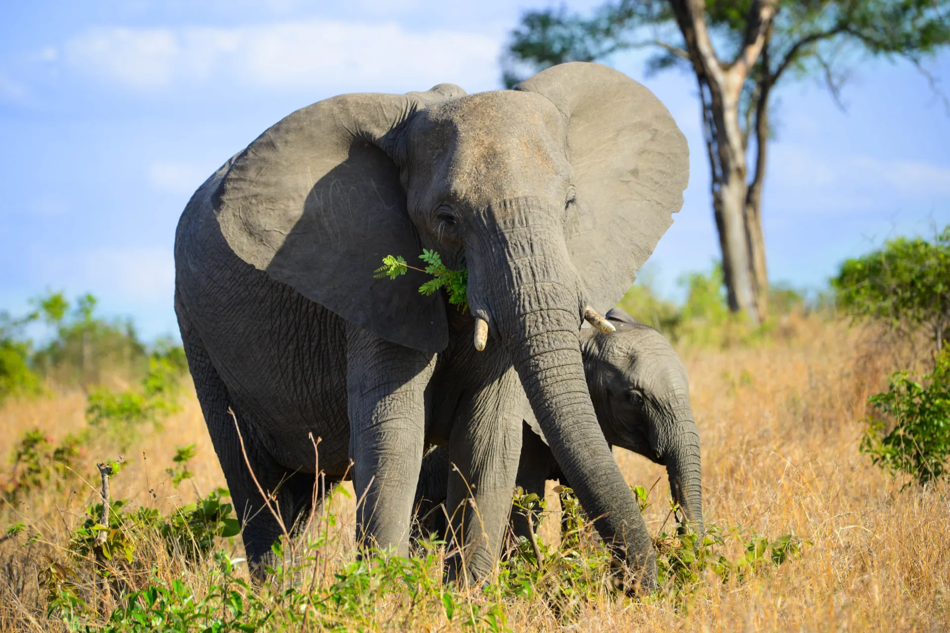 Elefantens ører kan bli opptil 1,5 meter lange og hjelper til med å regulere kroppstemperaturen Elefantens ører kan bli opptil 1,5 meter lange og hjelper til med å regulere kroppstemperaturen