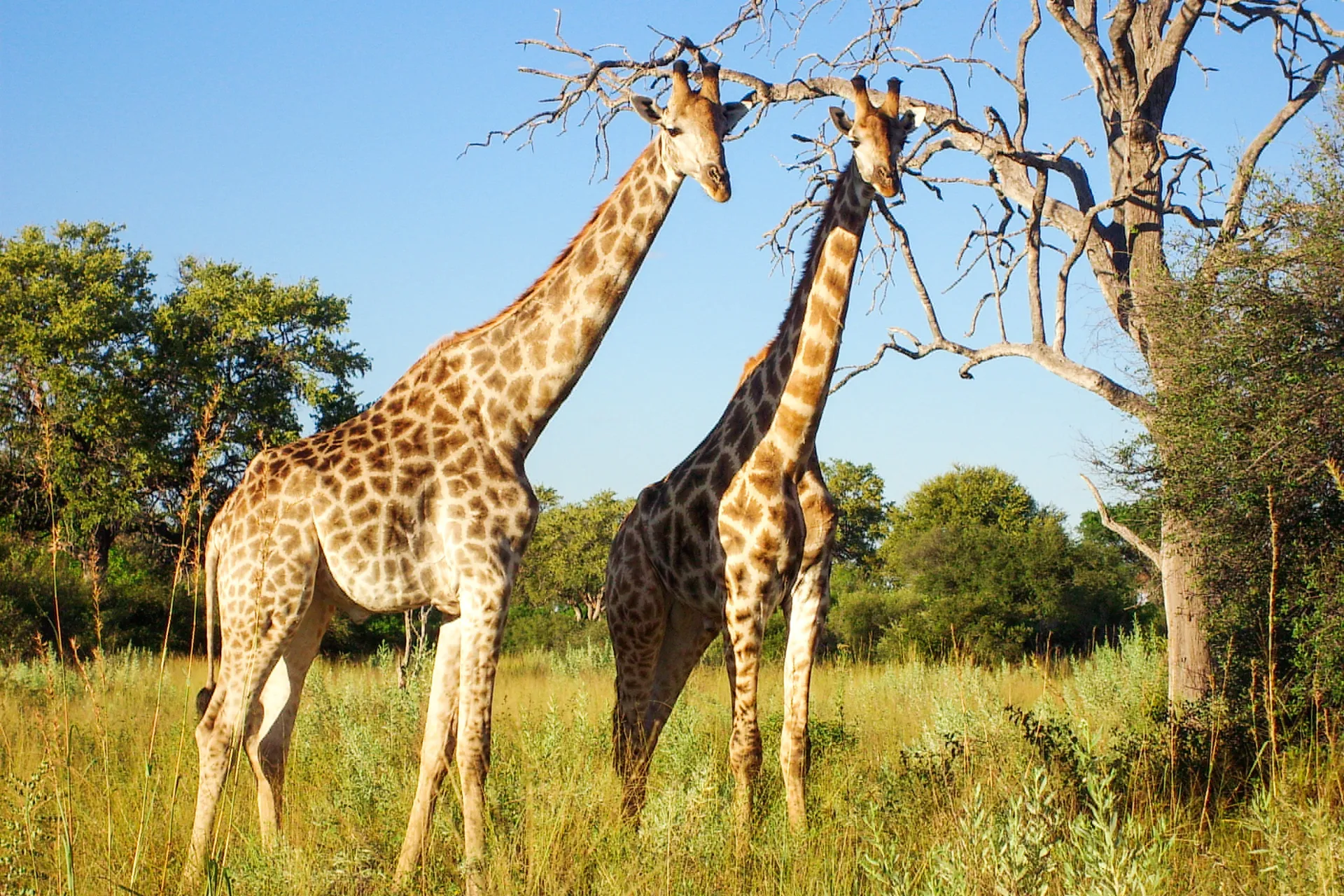 Sjiraffer er verdens høyeste dyr og blir 5,5–6 meter høye Sjiraffer er verdens høyeste dyr og blir 5,5–6 meter høye