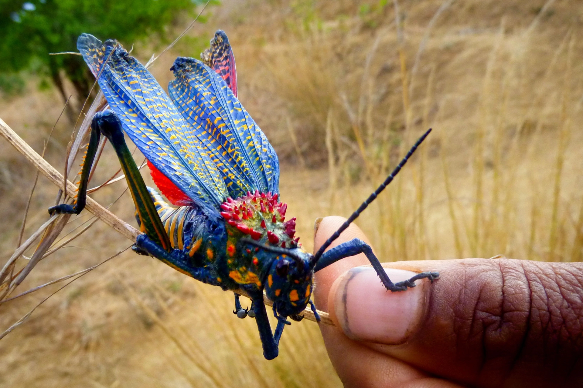 Gresshoppe, Madagaskar
