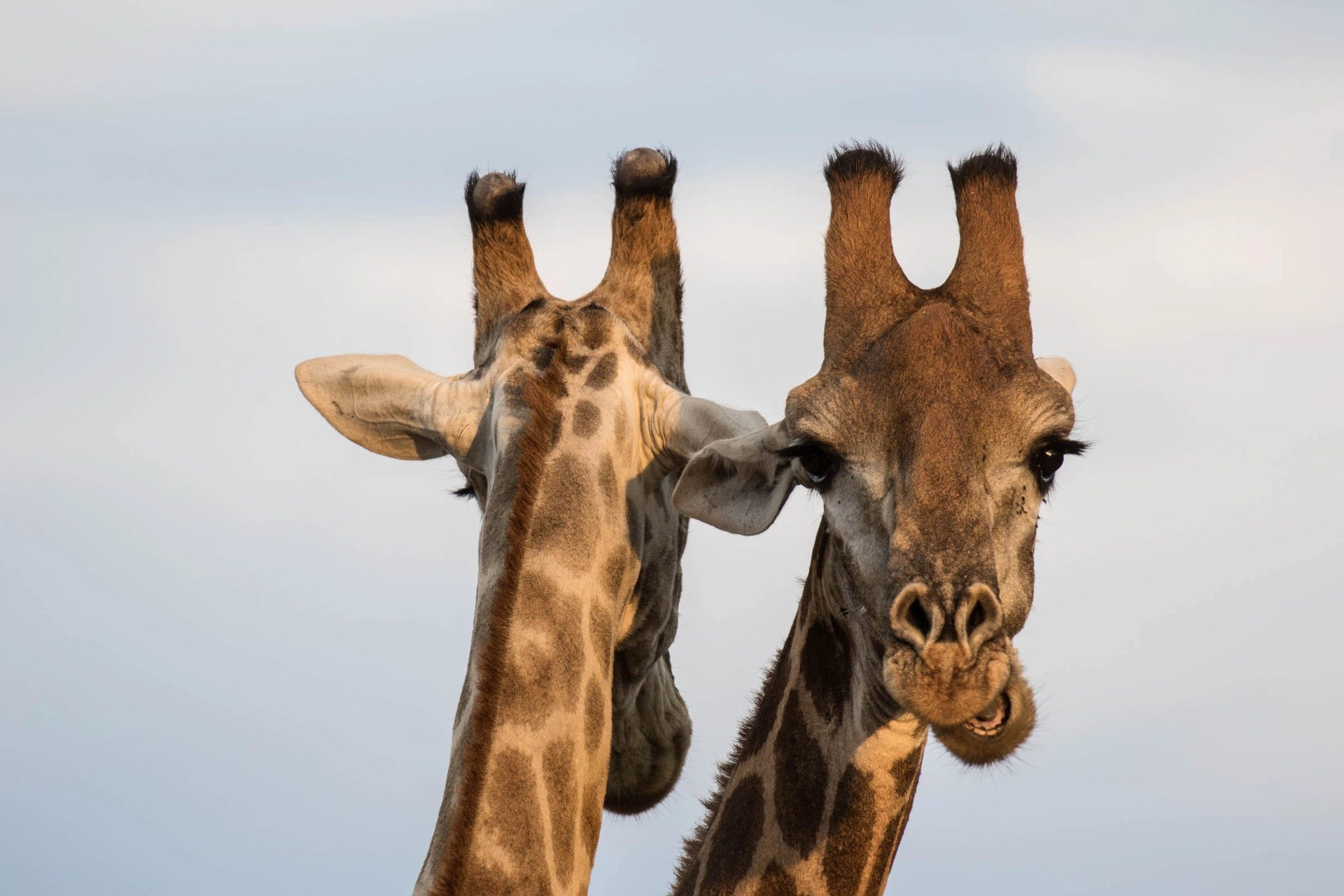 Giraffenes hanner bruker blant annet hornene i kamp