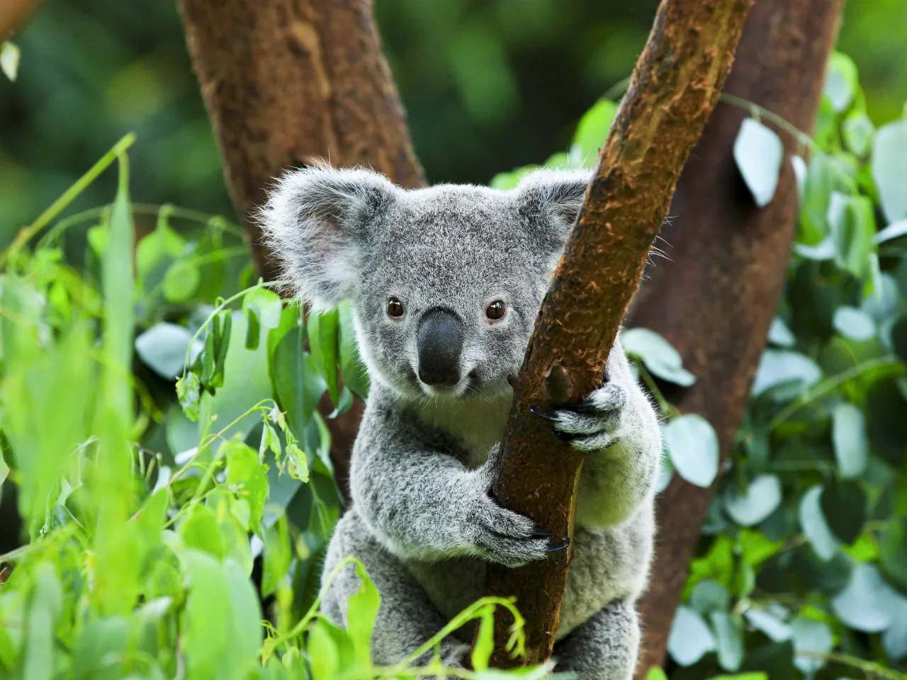 Koalaen er et trelevende pungdyr som hovedsakelig lever av eukalyptusblader