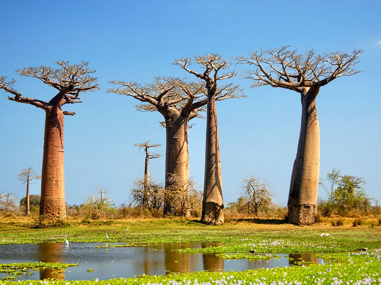 Baobabtrær, Madagaskar Baobabtrær, Madagaskar