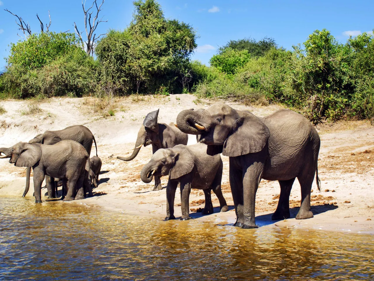 Elefantene slukker tørsten Elefantene slukker tørsten