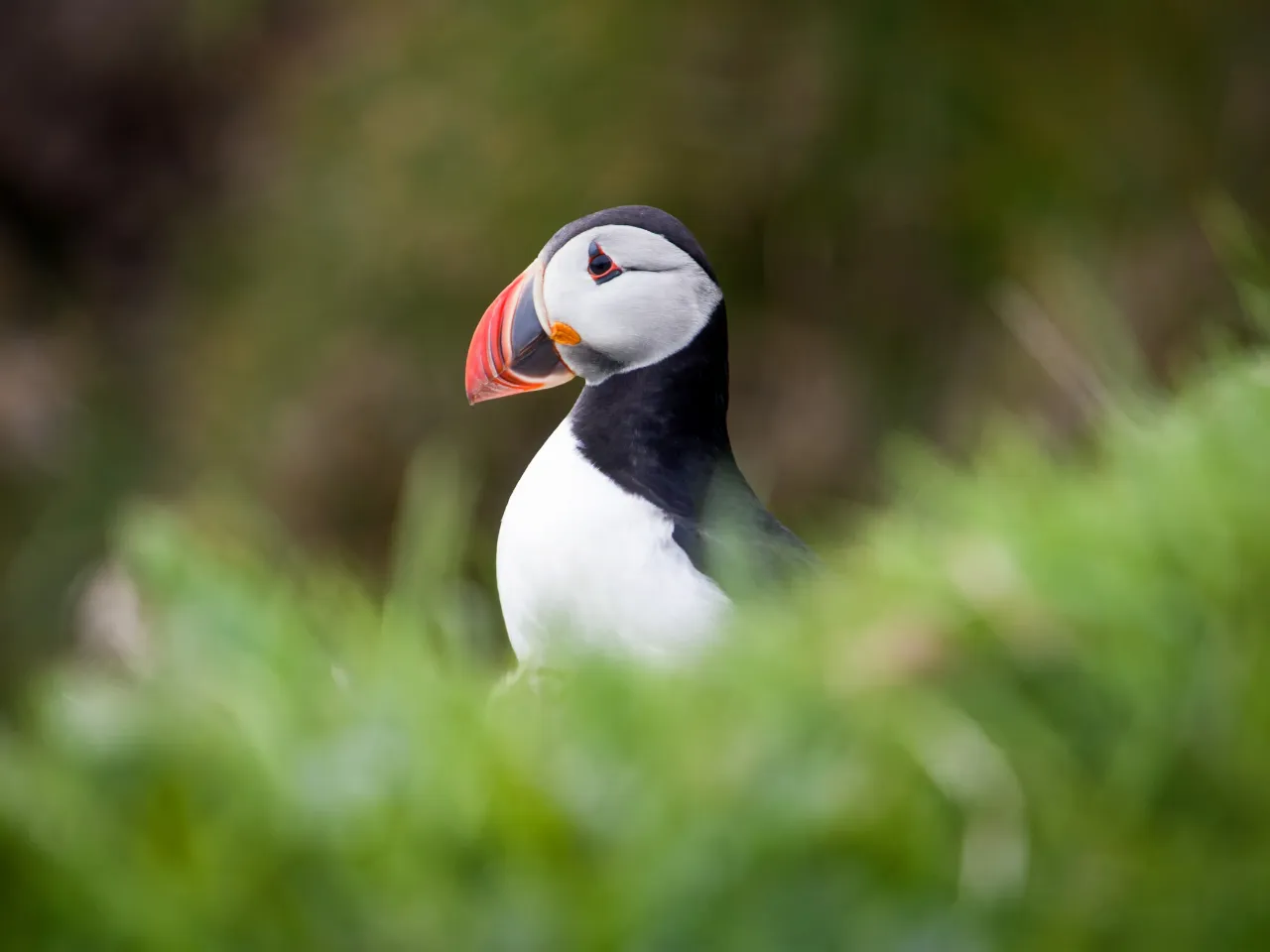 Nær de sjarmerende lundefuglene Nær de sjarmerende lundefuglene