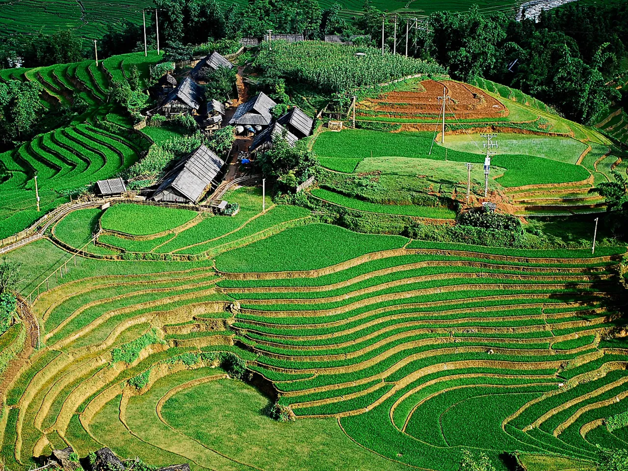 Grønne risterrasser