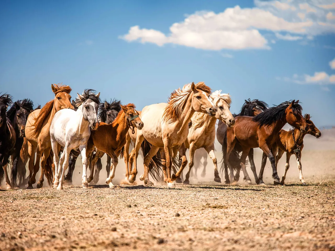 Ville hester i Gobi-ørkenen Ville hester i Gobi-ørkenen