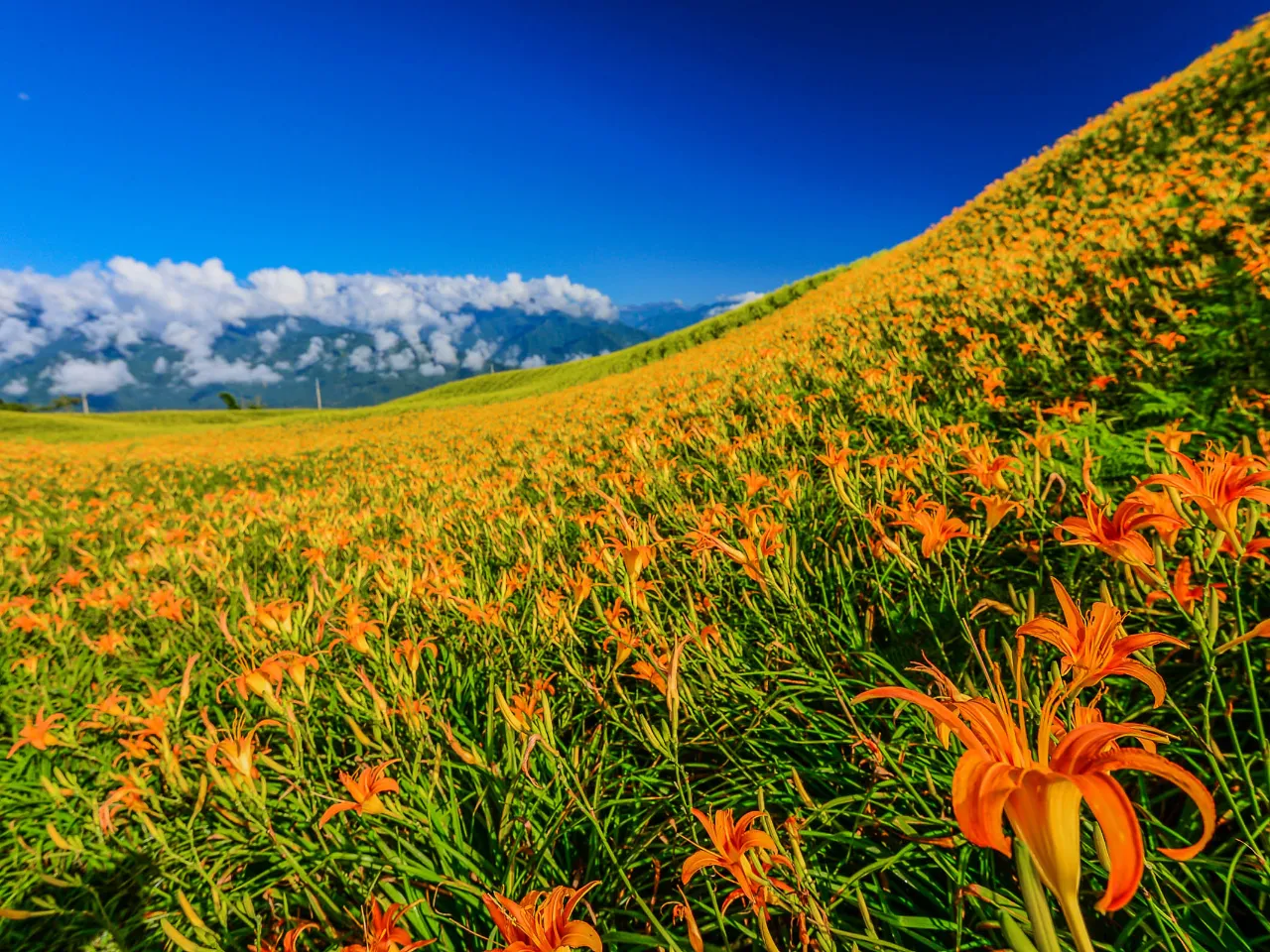 Imponerende liljeutstilling Imponerende liljeutstilling