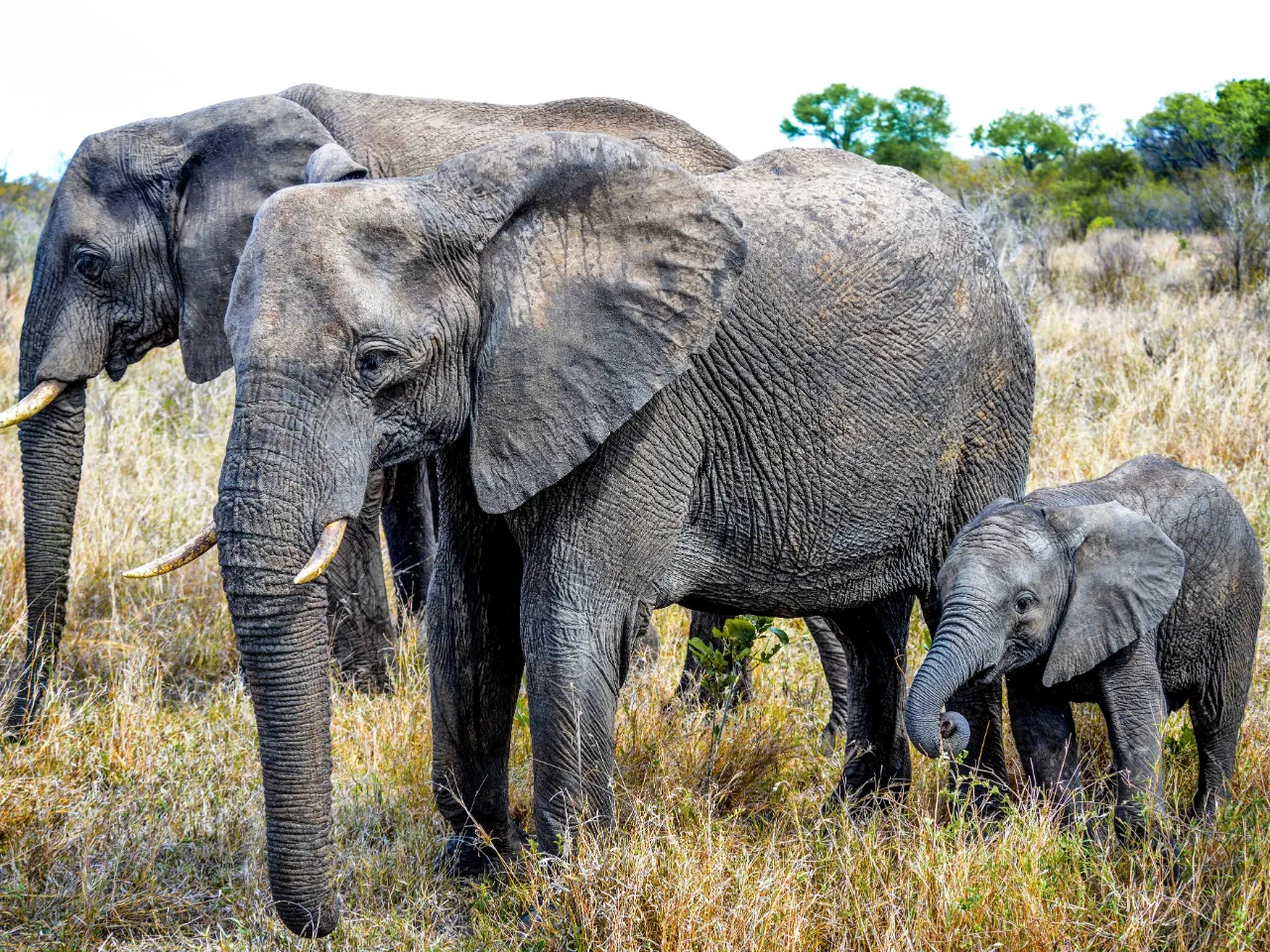 Elefantens unge kalles en elefantkalv