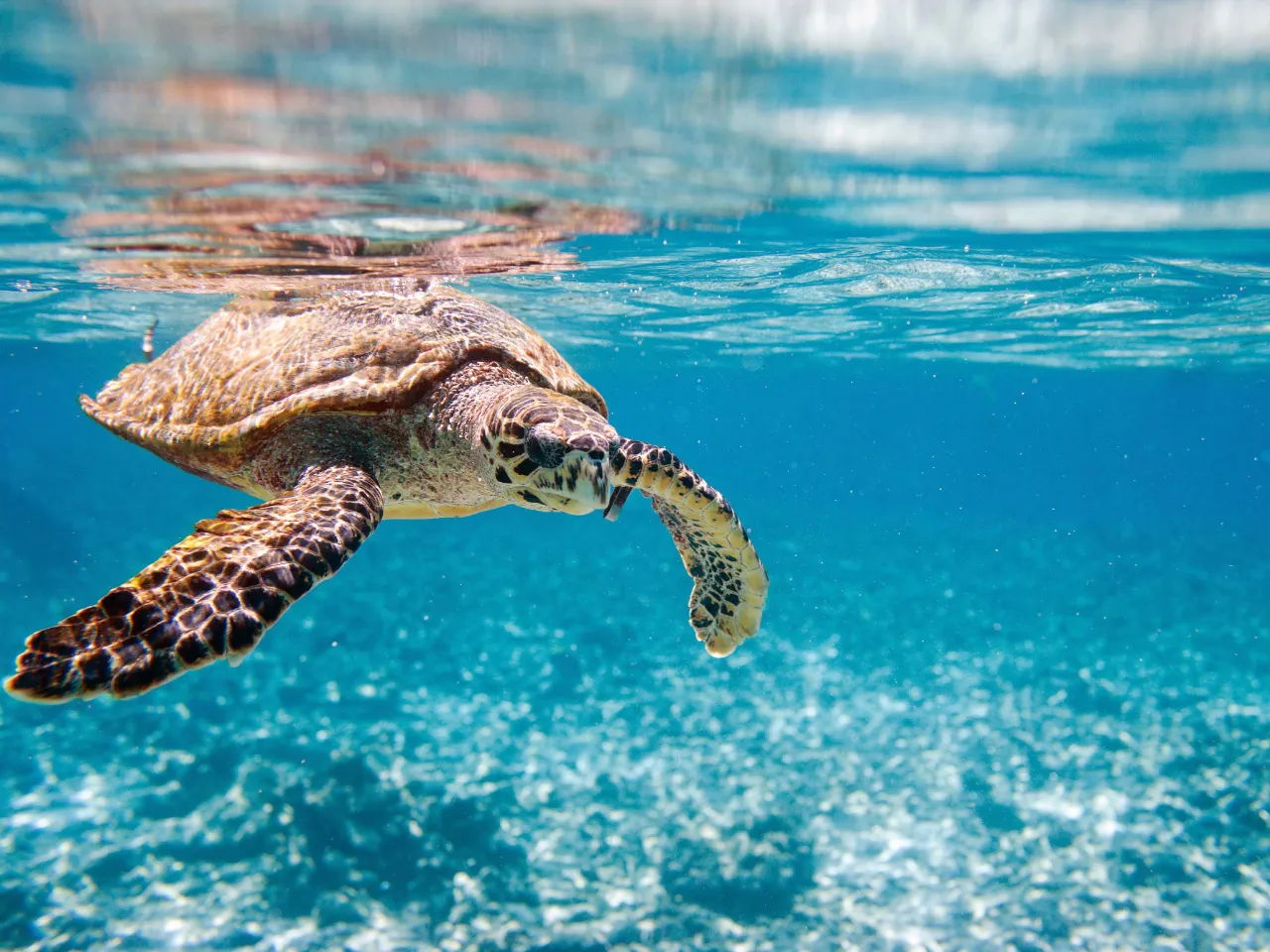 Kanskje dukker havskilpadden opp