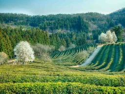 Temarkene i Boseong bølger seg vakkert Temarkene i Boseong bølger seg vakkert