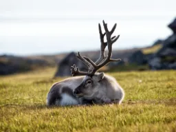 Det lever rundt 22 000 reinsdyr på Svalbard Det lever rundt 22 000 reinsdyr på Svalbard