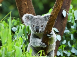 Koalaen er et trelevende pungdyr som hovedsakelig lever av eukalyptusblader