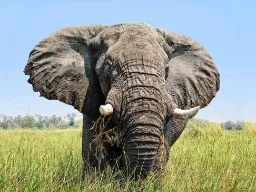 Den afrikanske elefanten har store ører i motsetning til den indiske slektningen Den afrikanske elefanten har store ører i motsetning til den indiske slektningen