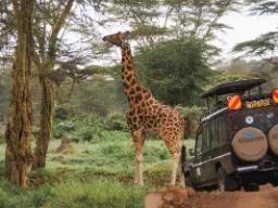 Man kommer tett på dyrene