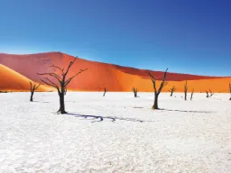 Deadvlei i Sossusvlei var en innsjø for ca. 650 år siden – trærne er uttørket og derfor ikke råtnet Deadvlei i Sossusvlei var en innsjø for ca. 650 år siden – trærne er uttørket og derfor ikke råtnet