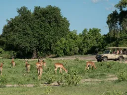 Impalaer beiter med tilskuere