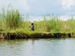 Kvinne ved elvebredden bærer en sekk på hodet gjennom det høye gresset Kvinne ved elvebredden bærer en sekk på hodet gjennom det høye gresset