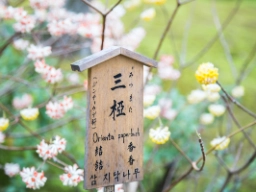 Zen-hage i Kyoto