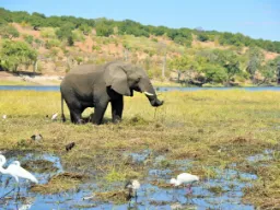 Elefant omgitt av kuhegrer og vadere Elefant omgitt av kuhegrer og vadere