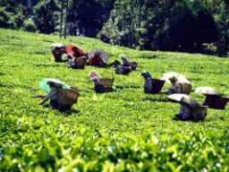 Teplukkere skjermer seg mot solens stråler