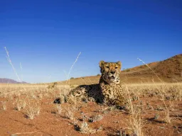 Geparden er verdens raskeste landdyr og kan nå hastigheter opp mot 120 km/t Geparden er verdens raskeste landdyr og kan nå hastigheter opp mot 120 km/t