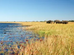 Elefanter bruker ca. 16 timer daglig på å spise Elefanter bruker ca. 16 timer daglig på å spise