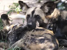 Ville hunder slapper av sammen Ville hunder slapper av sammen