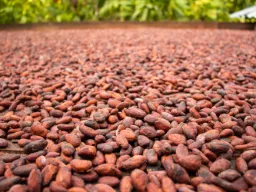 Kakaoproduksjonen i Colombia er ca. 60–70 000 ton årlig