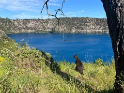 Wallaby med fantastisk utsikt over Blue Lake i Mount Gambier