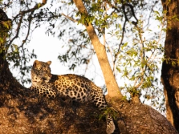 Leoparden er den av de store kattedyrene som er mest utbredt