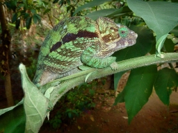 Kameleon, Madagaskar