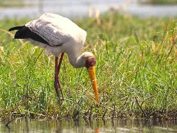 Gulnebbstork