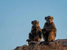 Bavianer ved Augrabiesfallene holder utkikk Bavianer ved Augrabiesfallene holder utkikk