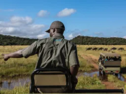 Rangeren peker på en detalj mens en flokk gnuer beveger seg over savannen Rangeren peker på en detalj mens en flokk gnuer beveger seg over savannen