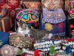 En av Istanbuls mange elskede katter nyter roen midt i basaren