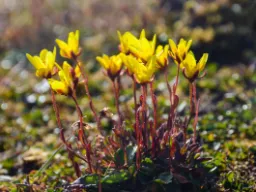 Bergfrue (Saxifraga) Bergfrue (Saxifraga)