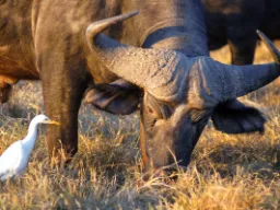 Afrikanske bøfler og kuhegrer lever i symbiose: bøffelen skremmer opp insekter som hegren spiser, og hegren fjerner parasitter fra bøffelen Afrikanske bøfler og kuhegrer lever i symbiose: bøffelen skremmer opp insekter som hegren spiser, og hegren fjerner parasitter fra bøffelen