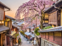 Blomstrende kirsebærtre i Kyoto