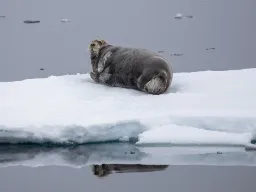 Storkobbe med lange værhår som hjelper med å finne mat i mørkt vann Storkobbe med lange værhår som hjelper med å finne mat i mørkt vann