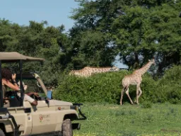 En sjiraff spiser ca. 35 kg blader, skudd og frukt daglig – foretrekker akasietrær En sjiraff spiser ca. 35 kg blader, skudd og frukt daglig – foretrekker akasietrær