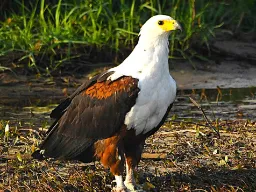 Afrikansk fiskeørn