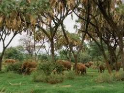Stor flokk elefanter i foretrukne omgivelser