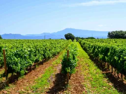 Vinmarker i Chateauneuf-du-Pape