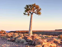 Quiver Tree eller Koker-tre er egentlig ikke et tre, men en type kjempealoe Quiver Tree eller Koker-tre er egentlig ikke et tre, men en type kjempealoe