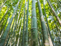 Bambusskog i Kyoto