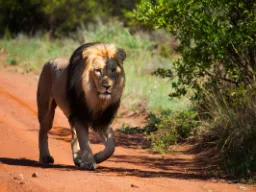 Hannløvens brøl kan høres opptil 8 km unna og har en lydstyrke på opptil 114 dB – som en motorsag Hannløvens brøl kan høres opptil 8 km unna og har en lydstyrke på opptil 114 dB – som en motorsag