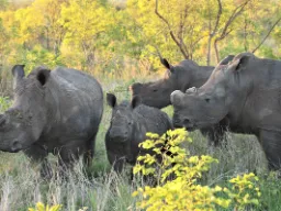 For å redusere krypskytingen får neshornene ofte fjernet hornene sine For å redusere krypskytingen får neshornene ofte fjernet hornene sine