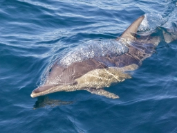 Delfin (tumlare) ved Port Stephens